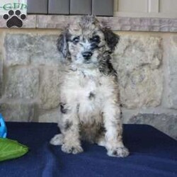 Sadie/Mini Labradoodle									Puppy/Female	/7 Weeks,Are you searching for a Mini Labradoodle who will have a hypoallergenic coat and feel soft and snuggly like a Poodle? We have been specializing in multigenerational Mini Labradoodles for years and have finally perfected the coat textures of our puppies so that you can enjoy the happy go lucky personality of the Labrador with the convenience of the Poodle coat! Our puppies come up to date on shots and dewormer and will be vet checked before they leave. We offer a 1 Year Genetic Health Guarantee as well! If you are looking for the perfect pup this fall contact us today! 