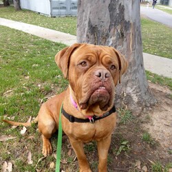 Nala/Dogue de Bordeaux/Female/4 Years 12 Months,Hello there! My name is Nala and I'm a lovely Dogue de Bordeaux. I'm nearly 5 years old, but don't let that fool you, I'm still full of life and love. I love to nap in the sun and go for leisurely walks – and of course I love treats! I'm a low energy dog, I promise to be the perfect companion for those cozy nights in. I'm looking for a home where I can be the only dog; I love all the attention! I can't wait to find my forever home and become your best friend. I'd prefer older children as I can be a bit boisterous and would prefer a calm, consistent household. Requirements: Nala is such a sweet and beautiful girl, sure to brighten up your life! Come on in and say hi! Love and dribbles, Nala!