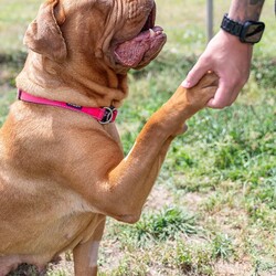 Nala/Dogue de Bordeaux/Female/4 Years 12 Months,Hello there! My name is Nala and I'm a lovely Dogue de Bordeaux. I'm nearly 5 years old, but don't let that fool you, I'm still full of life and love. I love to nap in the sun and go for leisurely walks – and of course I love treats! I'm a low energy dog, I promise to be the perfect companion for those cozy nights in. I'm looking for a home where I can be the only dog; I love all the attention! I can't wait to find my forever home and become your best friend. I'd prefer older children as I can be a bit boisterous and would prefer a calm, consistent household. Requirements: Nala is such a sweet and beautiful girl, sure to brighten up your life! Come on in and say hi! Love and dribbles, Nala!