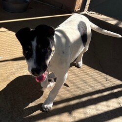 Adopt a dog:Grommet/Australian Kelpie/Male/4 Months,Hi there! My name is Grommet, and I'm the cutest little ball of joy you'll ever meet! I might be small now, but my heart is HUGE, and I've got enough love to share with a family just like yours. As a curious pup, I love exploring my surroundings-sniffing out new scents and making friends with anyone who stops to say hello. I might wiggle my tail so hard I look like I'm about to take off! I have plenty of puppy energy, so daily playtime is a must. Whether it's chasing after a squeaky toy or pouncing on a playful friend, I'm always ready for an adventure. I'm also eager to learn! A little puppy school would be perfect for me to pick up some manners and tricks. I promise I'm a quick learner and can't wait to impress you with my new skills. Plus, it'll help me meet new people and other pups-socialization is key for a growing girl like me! One thing to keep in mind is that I'll need a safe space to roam and play. A secure fence in your yard would be ideal, so I can frolic freely without worrying about any sneak escapes. Safety first, right? I love the great outdoors, but I want to make sure I stay close to my family. I'm not very fond of smaller fast moving people, so I'm best suited to a home with any children over the age of 12. So, if you're looking for a playful companion who's ready to fill your days with laughter, love, and a little bit of puppy mischief, I'm your boy! Let's start our forever adventure together. Can't wait to meet you! My adoption fee is: $620 which includes = desex, vaccination, microchip with flea and tick prevention started