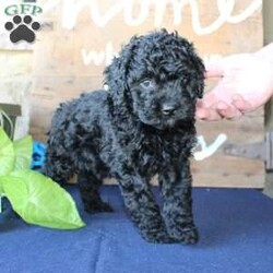 Kathy/Mini Labradoodle									Puppy/Female	/6 Weeks,Are you searching for a Mini Labradoodle who will have a hypoallergenic coat and feel soft and snuggly like a Poodle? We have been specializing in multigenerational Mini Labradoodles for years and have finally perfected the coat textures of our puppies so that you can enjoy the happy go lucky personality of the Labrador with the convenience of the Poodle coat! Our puppies come up to date on shots and dewormer and will be vet checked before they leave. We offer a 1 Year Genetic Health Guarantee as well! If you are looking for the perfect pup this fall contact us today! 