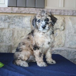 Sadie/Mini Labradoodle									Puppy/Female	/7 Weeks,Are you searching for a Mini Labradoodle who will have a hypoallergenic coat and feel soft and snuggly like a Poodle? We have been specializing in multigenerational Mini Labradoodles for years and have finally perfected the coat textures of our puppies so that you can enjoy the happy go lucky personality of the Labrador with the convenience of the Poodle coat! Our puppies come up to date on shots and dewormer and will be vet checked before they leave. We offer a 1 Year Genetic Health Guarantee as well! If you are looking for the perfect pup this fall contact us today! 