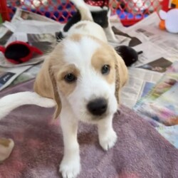 Adopt a dog:Olive Pup: Oliver/Beagle/Male/Baby,Just look at these adorable pups!!! Olive's Pups are ready for their forever homes once they get their 2nd puppy vaccine this week! Mama Olive is just the cutest little beagle and her pups definitely take after her. They will be at the Fair Lakes Petsmart Adoption Event this Saturday (November 2nd) from 1-3pm....please come out and meet them!

For more information, please email dogs@lostdogrescue.org