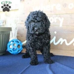 Kathy/Mini Labradoodle									Puppy/Female	/6 Weeks,Are you searching for a Mini Labradoodle who will have a hypoallergenic coat and feel soft and snuggly like a Poodle? We have been specializing in multigenerational Mini Labradoodles for years and have finally perfected the coat textures of our puppies so that you can enjoy the happy go lucky personality of the Labrador with the convenience of the Poodle coat! Our puppies come up to date on shots and dewormer and will be vet checked before they leave. We offer a 1 Year Genetic Health Guarantee as well! If you are looking for the perfect pup this fall contact us today! 