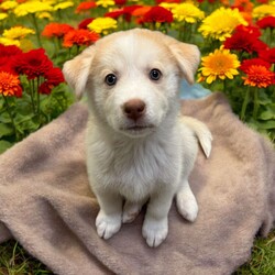 Adopt a dog:Butterscotch/Siberian Husky/Male/Baby,THE FOLLOWING PET IS BEING FOSTERED NEAR FORT COLLINS, CO!

Meet Butterscotch, the delightful puppy who embodies the perfect balance of playfulness and snuggles! Born on September 1, 2024, Butterscotch came to us with his 12 siblings from a breeder situation. Unfortunately, they faced a tough start as they battled Parvo shortly after arriving. While we lost one sibling early on, Butterscotch and the rest of his littermates received the care they needed and are now thriving in their foster home in Fort Collins, CO, and are ready to find their forever families!

Butterscotch has a fantastic demeanor and a fun personality that shines through in everything he does. He loves to romp around and play, whether it’s chasing toys or engaging in playful antics with his siblings. But when playtime is over, he’s always ready to curl up for some quality cuddle time, making him the ideal companion for those cozy moments.

This charming pup is looking for an active family that can keep up with his playful spirit while also giving him the love and affection he craves. If you’re searching for a playful and snuggly pup who will bring joy and warmth to your home, Butterscotch is the perfect match for you!

OUR DOGS ARE FOSTERED IN TEXAS OR COLORADO BUT AVAILABLE FOR ADOPTION AND TRANSPORT OUT OF STATE. Read below for more information.

All of our dogs are located in a foster home in Texas or Colorado. Our dogs are transported to a predetermined location agreed upon by the rescue. The adoption contract and fee are finalized prior to transport. As a Mutts N Such direct adoption, the adoption interview/meet and greet occurs on video call (Skype, FB Messenger call, Facetime, etc.).

Our adoption fee is $350, plus transport (varies by location) if animal needs to be transported out of state. This fee includes all current vaccinations, deworming, a registered microchip, fecal analysis, spay/neuter for pets 6 months & older, and a heartworm test if over 6 months old. All dogs will be current on flea/heartworm prevention. A health exam will be completed and a certificate issued by a veterinarian within 10 days of departure for out of state adoptions.

If you are interested in adopting, please complete our application:

https://petstablished.com/adoption_form/57167/generic

Note: MNS reserves the right to deny any application that is deemed unsuitable for the animal. Please be aware that our animal adoptions are NOT on a first come- first serve basis. Our sole purpose is to find the best possible home for the animals that fall under our care.