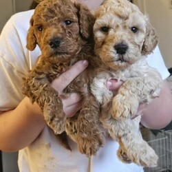 Adopt a dog:Gorgeous cockapoo puppies/Cockapoo/Mixed Litter/11 weeks,Our gorgeous family pets lola and teddy have had their 2nd lovely litter of cockapoo puppies all looking for their forever homes on 4th November.
We have 4 boys and 2 girls

Lola is a very attentive mother and all the pups are thriving and getting chunkier by the day!
This is her 2nd litter, images can be sent of her 1st litter last year. She won't be having any more litters as we only planned to do it twice with her.
Both mum and dad are very healthy well bred f1 loved family pets and can be viewed with the pups.
All will be well socialised with children and other dogs.

They will have had their 1st vaccination. Flead wormed and health checked and microchipped when they leave, they are also spending lots of time playing in the garden and are partly house trained, now 10 weeks old 

Boys are £1000 and girls are £1250
Reserve with a £250 deposit

Any queries please feel free to contact us.