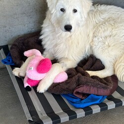 Adopt a dog:Artie/Maremma Sheepdog/Male/1 Year 9 Months,Meet Artie: The Laid-Back Guardian Hey there! I’m Artie, the chilled-out Maremma who’s mastered the art of snoozing and observing. If you’re looking for a dog who enjoys the simple pleasures of life—like napping in sunny spots and keeping a watchful eye on the world—then look no further! You must know that I am a bit reserved when it comes to making new human friends, however I thrive in the company of my fellow canines, so I must go home with another dog so they can help me tackle life outside the shelter. Having dog friends keep my spirits high and my tail wagging.  I’m on the lookout for an experienced owner who knows the ins and outs of my breed. Maremmas are unique and require someone who understands our quirks and charms. Adult-only households are best for me—let’s keep things serene and drama-free. So, if you’re an experienced dog lover with a furry friend ready to welcome a laid-back, observant dude like me into your home, let’s make some magic happen! Just be prepared for some quality snooze sessions and the occasional thoughtful stare as I contemplate the mysteries of the universe. Please submit an   if you are interested in meeting Artie, or call 0477 064 192. Artie's requirement's :