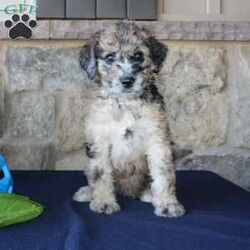 Sadie/Mini Labradoodle									Puppy/Female	/7 Weeks,Are you searching for a Mini Labradoodle who will have a hypoallergenic coat and feel soft and snuggly like a Poodle? We have been specializing in multigenerational Mini Labradoodles for years and have finally perfected the coat textures of our puppies so that you can enjoy the happy go lucky personality of the Labrador with the convenience of the Poodle coat! Our puppies come up to date on shots and dewormer and will be vet checked before they leave. We offer a 1 Year Genetic Health Guarantee as well! If you are looking for the perfect pup this fall contact us today! 