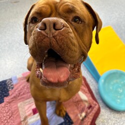 Nala/Dogue de Bordeaux/Female/4 Years 12 Months,Hello there! My name is Nala and I'm a lovely Dogue de Bordeaux. I'm nearly 5 years old, but don't let that fool you, I'm still full of life and love. I love to nap in the sun and go for leisurely walks – and of course I love treats! I'm a low energy dog, I promise to be the perfect companion for those cozy nights in. I'm looking for a home where I can be the only dog; I love all the attention! I can't wait to find my forever home and become your best friend. I'd prefer older children as I can be a bit boisterous and would prefer a calm, consistent household. Requirements: Nala is such a sweet and beautiful girl, sure to brighten up your life! Come on in and say hi! Love and dribbles, Nala!