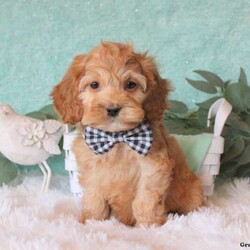 Troy/Cockapoo									Puppy/Male	/9 Weeks