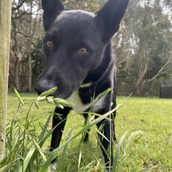 Preston/Border Collie / Australian Kelpie/Male/5 Years 5 Months,Hello there, I'm Preston, a 5-year-old male Australian Kelpie with a heart full of love! I'm in search of a special human companion who can provide the home environment that suits me best. That includes someone who will be home most (if not all) of the time. I'm a mild-mannered guy, perfect for seniors or those leading a quiet lifestyle. I've got a bit of a stubborn streak, so I'll need an experienced owner who knows my breed and can handle my funny quirks. I have some lovely basic skills and I'm very gentle around people, I enjoy meeting strangers and getting some nice pats. I have office time each day while I live at the shelter, I sleep and relax, interact with the staff, I'm a perfect companion for someone that works from home! I'm a bit of a loner and like my space, so a single dog household where I can get all the love and attention would be ideal for me. I love exploring and sniffing around, so a secure outdoor space would be a dream come true! If you have the knowledge, experience, and a secure backyard, you might be my perfect match! Can't wait to meet you and start our life together. Requirements: 