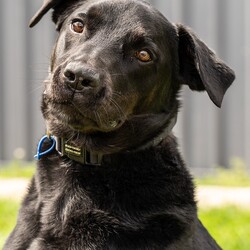 Frankie/Labrador Retriever / Australian Kelpie/Male/7 Years 3 Months,Hey there my name is Frankie and I am an older fella who is looking for my new forever home where I can spend my days relaxing in the sun and my nights cuddling while watching some Netflix with my humans!! A little about me, I will need a quieter home with no children as I need a predictable home life. I would love to have indoor and outdoor access so that I can explore the yard and then curl up in a nice comfy spot to sleep. I also have a good association with crates and find these comforting so settling up a crate as a safe haven is a great idea for me. I will need an owner who is experienced with dogs and has some knowledge when it comes to training, I respond well to positive reinforcement training and will need this in my new home. I will need a nice secure yard to explore and nap in and I will also need to be the only animal in the home. I can walk at distance from other dogs but get uncomfortable when they come close so I won't be the boy that can go to off lead areas or cafes that are heavy with dog traffic. Requirements: -Must meet all family -Adult Only Home -Must be only dog -Quiet Home -Experienced Owner  ﻿**If you are interested is giving this wonderful pet a home please visit our website and complete an expression of interest 