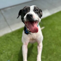 Medusa/Staffordshire Bull Terrier / Jack Russell Terrier (Smooth)/Female/1 Year 9 Months,Hi there! I’m Medusa, a spirited 1 year old Staffy cross with a lot of love to give. My journey has been filled with fun experiences, but I’ve learned that I really prefer the company of my humans. I don’t enjoy being left alone for long periods, so my ideal home would have someone around most of the time. I would love owners who are willing to work with me on positive reinforcement training to help me feel more comfortable when they need to step out and understand the importance of gradually building my confidence so I can learn to enjoy my own company. I’ve had the pleasure of living with four other dogs, and I’ve done well meeting new furry friends, but I prefer calm interactions. Busy parks can be a bit overwhelming for me, so it’s best if my new dog pals are laid back and have a similar temperament to mine. When meeting other dogs, I appreciate a gentle approach rather than a frontal one, as it helps me feel more at ease. I also enjoy interacting with kids, but I do best with dog savvy children who understand the importance of giving me space and options to move away if I feel startled during play time. I handled the introduction with kids well, so I know I can thrive in a home with the right little humans. Having both indoor and outdoor access is important for me as I’m much happier when I can explore an outdoor space and then enjoy a cozy indoor space with my humans. With a little patience and understanding, I’m excited to continue growing and learning. I can't wait to find a loving home where I can feel safe, secure, and showered with affection! Lots of love, Medusa xx -Experienced owner -Must meet all dogs -Must meet all children -Indoor/outdoor access