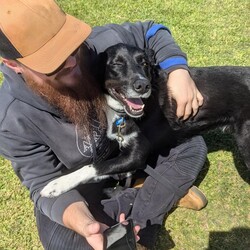 Preston/Border Collie / Australian Kelpie/Male/5 Years 5 Months,Hello there, I'm Preston, a 5-year-old male Australian Kelpie with a heart full of love! I'm in search of a special human companion who can provide the home environment that suits me best. That includes someone who will be home most (if not all) of the time. I'm a mild-mannered guy, perfect for seniors or those leading a quiet lifestyle. I've got a bit of a stubborn streak, so I'll need an experienced owner who knows my breed and can handle my funny quirks. I have some lovely basic skills and I'm very gentle around people, I enjoy meeting strangers and getting some nice pats. I have office time each day while I live at the shelter, I sleep and relax, interact with the staff, I'm a perfect companion for someone that works from home! I'm a bit of a loner and like my space, so a single dog household where I can get all the love and attention would be ideal for me. I love exploring and sniffing around, so a secure outdoor space would be a dream come true! If you have the knowledge, experience, and a secure backyard, you might be my perfect match! Can't wait to meet you and start our life together. Requirements: 