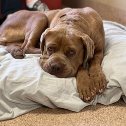 Norah/Dogue de Bordeaux/Female/4 Years 2 Months,