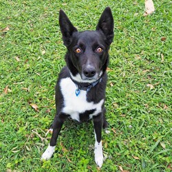 Preston/Border Collie / Australian Kelpie/Male/5 Years 5 Months,Hello there, I'm Preston, a 5-year-old male Australian Kelpie with a heart full of love! I'm in search of a special human companion who can provide the home environment that suits me best. That includes someone who will be home most (if not all) of the time. I'm a mild-mannered guy, perfect for seniors or those leading a quiet lifestyle. I've got a bit of a stubborn streak, so I'll need an experienced owner who knows my breed and can handle my funny quirks. I have some lovely basic skills and I'm very gentle around people, I enjoy meeting strangers and getting some nice pats. I have office time each day while I live at the shelter, I sleep and relax, interact with the staff, I'm a perfect companion for someone that works from home! I'm a bit of a loner and like my space, so a single dog household where I can get all the love and attention would be ideal for me. I love exploring and sniffing around, so a secure outdoor space would be a dream come true! If you have the knowledge, experience, and a secure backyard, you might be my perfect match! Can't wait to meet you and start our life together. Requirements: 