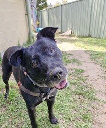 Juno/Staffordshire Bull Terrier / German Shepherd Dog/Female/6 Years,Hello there, my name is Juno! I'm a relaxed, independent lady looking for my new home!  I'd suit a quieter home where I can be included as part of the family, coming both inside and outdoors, as well as joining you for daily walks, or simply snuggling up on a nice soft bed by your feet in the evening. Any children in the home will need to be over 12 years of age and confident around dogs, who understand I may not always want pats and cuddles.  I know sometimes you have to go out, if you leave me with some fun toys, yum treats, fresh water bowl and a sheltered, snuggly bed, I should be safe and happy until you get home. I would benefit from daily enrichment and interactive feeders to help keep my mind and body active. I’d be best as the only dog in the home, as I am not fond of other dogs and would like all the love, pats and attention for myself. Dog parks and off-leash areas are not ideal for me as I do not like rude dogs rushing up to my face and would prefer walks around the neighbourhood or on-lead areas where we can relax and enjoy our time together.  If I sound like the lovely lady for you, please come in to meet me. -Level 2 ART Adoption -Quiet home -Dog confident children over 12 years -Best as only dog in home -SRB waiver -Ongoing positive reinforcement training