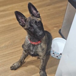 Jade/Dutch Shepherd / German Shepherd Dog/Female/5 Months,Hey, I'm Jade! I'm a gorgeous young Dutch Shepherd Puppy! I'm lively, athletic, alert and an intelligent breed, I was originally used for herding other animals! I have an independent nature; I can sometimes have a mind of my own and tend to do what I like. I have plenty of drive, and endless energy, I could run all day if I wanted! My breed thrives on ongoing training, a few quick training sessions a day to make me think and earn will be oh so beneficial for everyone involved! Because of my breed, I require an experienced owner to continue my training and for ongoing management while I grow into a big strong girl. I'm not a German Shepherd, I'm a Dutch Shepherd! I came to the shelter as a wee puppy, I was raised with my siblings, now we are all grown up and ready to go on adventures of our own. Being in foster care with other dogs has increased my confidence and now I'm ready to take on the world, I will need to go home with another canine companion that meets my energy levels for company so you can leave the house when you need, and for a play buddy to help use up some of this puppy energy! I'll keep you on your toes as I'm into everything and love making mischief! I will need consistent, ongoing, positive training to keep me out of trouble, and help me to form that vital bond with you. If you're looking for an active companion and are willing to provide me with my needs, please give the shelter a call to organize an appointment to meet me. XX Jade My Adoption Fee is $620 = desex, microchip, vaccinations, flea, tick & worming treatments