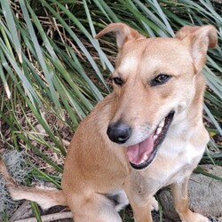 Matey/Australian Kelpie/Male/1 Year 10 Months,Ahoy there! My name's Matey, a 1-year-and-7-month-old Australian Kelpie full of energy and spirit. Sadly I have spent the last year in care and am about to spend my second Christmas without a home or family to love and adore me. I have recently spend some time in foster care and loved having a family of my very own, it has made me realise exactly what I am missing. I'm a guy who loves to be active and on the go, so a high-energy lifestyle suits me best. I'm looking for a human who's home most of the time, as I'm a bit of a social butterfly and I love company. Now, I'm not one for small talk – or small pets, for that matter. I'd do best in a single-dog household with no small pets around. I have gained some life skills while I have been out in foster and have learned what a home is like and what my humans need from me, I would do best with a guardian who has experience with training dogs as I still have much to learn, but don't stress I am a smart boy who loves to please and learn. If you're someone who's 15 years or older and can provide me with the love and patience I need, then I promise to be your loyal companion in all your adventures. Come say Ahoy to me, Matey, your potential new best friend! I've got my paw ready to shake on our future together. If you are interested in giving this wonderful pet a home, please CLICK HERE to visit our website and complete an expression of interest. 