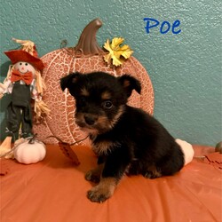 Poe/Terrier/Male/Baby Adopt a dog:Poe/Terrier/Male/Baby,Meet Poe! His mom was rescued from a hoarding/abuse situation when she was heavily pregnant. He was born 9/11/24 and is a terrier mix. Mom is 18 lbs and we anticipate him to be similar sized full grown. Poe is inquisitive and loves to play. He's learning new things every day!
We are taking applications for Poe now and he will be ready to go home after his neuter 11/13/24. He is located in Texas and his adoption fee is $395 with transport and includes current shots, microchip and neuter. If you are interested in Poe please complete the adoption application at the link below. If you have any questions email us at sgdrsa@outlook.com
https://www.shelterluv.com/matchme/adopt/SGDR/Dog
