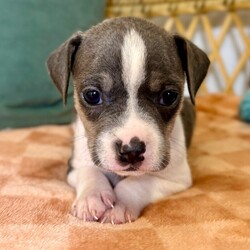 Adopt a dog:Bluey Betty/Pit Bull Terrier/Female/Baby,Meet Bluey! She is currently 4 weeks old, and we think she may be a tiny Pit Bull Terrier mix, but with rescue its always a guess! This puppy is from a part of the US where puppies are regularly euthanized. So, this puppy needs you! If you choose a puppy from this rescue, it saves their life AND it also allows us to save the life of another in its place.

Bluey is playful, sweet, curious, and cuddly. She loves to play with her siblings and take lots of naps. Eat, sleep, play, repeat - such is puppy life! 

Bluey is still young so she will need a family that can commit to training, socialization and all the dedication puppyhood requires. Her new family will need to continue with potty and crate training and daily exercise. We require a commitment from adoptive families to crate train their new puppy. When old enough, they will be perfect to go on walks and hikes or show off around your neighborhood. 

You will be guaranteed to get lots of kisses in return from your new best friend!

Application link: https://adopt.animalsfirst.com/animal/62cc8e128b02916730334440/671af7d319e65101d10ddb21

Please email tim@threelittlepittiesrescue.org with any questions.

Available for adoption in NV, MT, CO,UT, ID, OR, WA, Canada, and now the East Coast! Our PNW dogs are brought to you in style by a beautiful USDA licensed semi-truck, equipped with air conditioning for comfort, two drivers, and 2 onboard attendants providing 24 hour care. Our East Coast route will travel in a private, air conditioned 3LP-run van transport. 

Pick up day is unforgettable! You will get to follow along on their journey through a private FB Event page, where you will see photos, have the opportunity to connect with other adopters, and receive updates and constant communication along the way. One of our Adoption Coordinators can help to find the closest transport pick up location to you!

The adoption fee is $900.00 and includes all vetting as recommended by our doctor: DAPP (2 to 4 depending on age and time in the program), Bordetella, Rabies vaccine (if old enough), multiple broad spectrum deworming treatments, spay/neuter, flea prevention, 2 months of heartworm preventative, extended medical such as dentals, eye surgeries, and orthopedic surgeries prior to adoption when suggested by our partner vets, a microchip with free lifetime registration, a high quality nylon Martingale collar for dogs over 4 months old, a health certificate deeming the pup healthy for travel, cost of transport*, and many priceless years of love and loyal companionship!

*WE ARE TOLD THAT WE GO ABOVE AND BEYOND MEDICALLY. This is the feedback we tend to get, although we cannot guarantee perfect health. 
*To fully vet a dog in the PNW or the NE at many vets it would be upwards of $1,800 just to fix, vaccinate, chip, etc. The adoption fees charged by our rescue do not cover our expenses medically for each animal, but we offset costs with donations. Your adoption fee is considered a donation towards actual costs.

Why adopt from Three Little Pitties?

The stray and animal overpopulation in the Greater Houston area is the highest in the nation. Statistics show that there are over 1 million homeless animals in this region alone. Three Little Pitties Rescue is a nonprofit dog and cat rescue that partners with the community to make a difference. Our mission is to reduce the homeless pet population through community outreach, free spay and neuter services, and saving all breeds of dogs and cats from the streets or animal shelters that oftentimes have no other option but to euthanize animals for space. This dog youve found online is lucky to be in our program, and even luckier to have you notice it!

Three Little Pitties wants to set you and your new pet up for success! We know our dogs and we work hard to prepare them socially for adoption. We are a network of dedicated people who are heavily invested in seeing our animals thrive. From the moment they are accepted into our program, our Intake, Behavior & Medical teams prepare them for adoption by properly vetting, behaviorally assessing, and providing customized plans depending on the dogs needs. We seek to adopt to families who understand that these are rescue dogs and will require continued training efforts, but will be well on their way to being the best dogs that they can be!

It doesnt stop there! Our adopters also receive these special perks:

 30 day trial of pet insurance with Trupanion (must register within 24 hours of first vet appt.)
 A free private online dog training session with GoodPup plus low pricing for future sessions (approx $25 weekly for an 8 week course of one session per week)
 One free bonus toy in every BarkBox when signing up for their Super Chewer subscription plan
 70% off of your first order of Fetch, a PNW based, organic fresh dog food loaf meal subscription plan
 Coupons for a fun visit to Petco 
 Access to our exclusive FB Adopters page, where you can network for play dates, resources, and connect with other adopters that share their passion for their adopted pup!

We celebrated our 6 year anniversary this year! Through the combined efforts of all of our hardworking staff and volunteers, we have placed over 12,000 very lucky dogs and cats into amazing homes! By adopting from us, you save TWO lives! The pet you adopt, and you create an opportunity for another animal to be saved in that spot. Together, we can be heroes.

Follow our rescue journey through the links below!

https://www.threelittlepittiesrescue.org/ https://www.facebook.com/threelittlepittiesrescue https://www.instagram.com/threelittlepittiesrescue

*Due to the rising cost of fuel and transportation expenses, there will be an additional $74 surcharge for transport.

DISCLAIMER- Breed type is determined based on general appearance and behavioral characteristics, and cannot be guaranteed unless DNA test results or AKC registration were provided at intake.