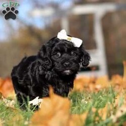 Amelia/Havapoo									Puppy/Female	/7 Weeks,Meet the most charming little puppy named Amelia. A Havapoo puppy that’s sure to steal your heart! This little girl is a mix of Havanese and Poodle known for their small size, this makes Amelia the perfect cuddle buddy who fits right into your arms or a cozy spot on the couch. Havapoos are celebrated for their loving and affectionate nature, always ready to shower you with cuddles and kisses. With her hypoallergenic, curly coat, she’s not only adorable but also a great choice for families with allergies. This little puppy is playful, intelligent, and eager to be your loyal companion, bringing endless joy and warmth into your home!