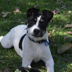 Adopt a dog:Grommet/Australian Kelpie/Male/4 Months,Hi there! My name is Grommet, and I'm the cutest little ball of joy you'll ever meet! I might be small now, but my heart is HUGE, and I've got enough love to share with a family just like yours. As a curious pup, I love exploring my surroundings-sniffing out new scents and making friends with anyone who stops to say hello. I might wiggle my tail so hard I look like I'm about to take off! I have plenty of puppy energy, so daily playtime is a must. Whether it's chasing after a squeaky toy or pouncing on a playful friend, I'm always ready for an adventure. I'm also eager to learn! A little puppy school would be perfect for me to pick up some manners and tricks. I promise I'm a quick learner and can't wait to impress you with my new skills. Plus, it'll help me meet new people and other pups-socialization is key for a growing girl like me! One thing to keep in mind is that I'll need a safe space to roam and play. A secure fence in your yard would be ideal, so I can frolic freely without worrying about any sneak escapes. Safety first, right? I love the great outdoors, but I want to make sure I stay close to my family. I'm not very fond of smaller fast moving people, so I'm best suited to a home with any children over the age of 12. So, if you're looking for a playful companion who's ready to fill your days with laughter, love, and a little bit of puppy mischief, I'm your boy! Let's start our forever adventure together. Can't wait to meet you! My adoption fee is: $620 which includes = desex, vaccination, microchip with flea and tick prevention started