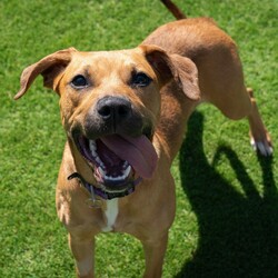 Peep/American Staffordshire Terrier/Female/7 Months,Hello! I’m Peep, an adorable young Staffy mix pup eagerly searching for my forever home. I’m full of puppy energy and potential, but I’m still learning about the world around me. I’ve had limited life exposure so far, so I’m looking for an experienced owner who can help me adjust and thrive with some ongoing training and patience. I’m a bit nervous with pats and handling, so I’ll need to meet all the children in the home to make sure I feel safe and secure. Ideally I would have a calm, confident doggy friend to learn from but I would also be okay as the only dog in the home. In return, you’ll find me to be a loyal and loving companion, ready to grow and learn with you. I’m eager to discover the joys of a caring home, where I can finally settle down and become the best pup I can be. If you’re an experienced dog owner ready for the joy of helping me become the best version of myself, let’s meet! Household restrictions: