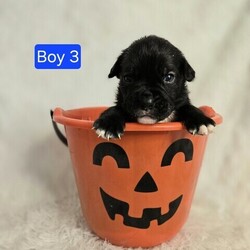 Adopt a dog:me/English Bulldog/Male/Baby,ADOPT ME ONLINE: https://ophrescue.org/dogs/13894

Hi Im Barnabas (The Vintage Litter)!
I've got the whole packagebrains, heart stopping good looks and dont forget my 'sourmug' face with loads of raw talentand I'm ready to use them. Teach me, praise me and I guarantee I'll make you proud at home, on walks, and meeting new friends. When Im not admiring your every move, Id love to be playing with other dogs. So, what do you say?
Who doesnt like to cuddle up with a friendly but dignified pup like me and watch TV? 
Wanna be besties? Then click that Adopt Me button and fill out my application!

- I need someone who won't leave me home alone for more than 4 hours, at least not until I am older. The older I am, the more I can stay home alone. I just don't want you to get mad at me if I have accidents or chew things I'm not supposed to when you leave me for too long. I'm a puppy, so I get bored quickly and when I'm bored I could get in trouble.
- I am looking for my forever home, not my for right now home. So as I get bigger I need someone to teach me how to be the best dog I can be. I am young and still learning. You may want to teach me some new tricks like sit, stay, etc. Professional training will help me bond with you. That sounds like fun!
- I saved the most important for last. I am hoping my new mom or dad will snuggle with me, play with me and love me forever and ever!
Please note that because this puppy is so young, it has only received 2 of the required 3 puppy distemper vaccines. This is very IMPORTANT because it means that the immune system will not be fully functioning until about 16 weeks of age. Until then, the puppy MUST stay out of public places where it could be exposed to the germs of other dogs. These no puppy zones include all pet stores, dog parks, and for apartment dwellers, areas used by other dogs. These requirements are strictly for the puppys medical safety and longevity.
This puppy is microchipped and up to date on age appropriate vaccines and monthly preventatives.

To adopt fill out the simple online application at https://ophrescue.org 
Operation Paws for Homes, Inc. (OPH) rescues dogs and cats of all breeds and ages from high-kill shelters in NC, VA, MD, and SC, reducing the numbers being euthanized. With limited resources, the shelters are forced to put down 50-90% of the animals that come in the front door. OPH provides pet adoption services to families located in VA, DC, MD, PA and neighboring states. OPH is a 501(c)(3) organization and is 100% donor funded. OPH does not operate a shelter or have a physical location. We rely on foster families who open their homes to give love and attention to each pet before finding a forever home.All adult dogs, cats, and kittens are altered prior to adoption. Puppies too young to be altered at the time of adoption must be brought to our partner vet in Ashland, VA for spay or neuter paid for by Operation Paws for Homes by 6 months of age. Adopters may choose to have the procedure done at their own vet before 6 months of age and be reimbursed the amount that the rescue would pay our partner vet in Ashland.