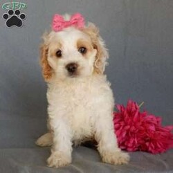 Jada/Cockapoo									Puppy/Female	/10 Weeks,Prepare to fall in love!!! My name is Jada and I’m the sweetest little F1 cockapoo looking for my furever home! One look into my warm, loving eyes and at my silky soft coat and I’ll be sure to have captured your heart already! I’m very happy, playful and very kid friendly and I would love to fill your home with all my puppy love!! I am full of personality, and ready for adventures! I stand out above the rest with my beautiful fluffy apricot and white colored coat!!… I will come to you vet checked, microchipped and up to date on all vaccinations and dewormings . I come with a 1-year guarantee with the option of extending it to a 3-year guarantee and shipping is available! My mother is Ariel, our sweet 18# AKC red and white cocker spaniel with a heart of gold and my father is Nimbo, a 13# genetically tested chocolate merle mini poodle ! Both of the parents are on the premises and available to meet! Why wait when you know I’m the one for you? Call or text Martha to make me the newest addition to your family and get ready to spend a lifetime of tail wagging fun with me! (7% sales tax on in home pickups)