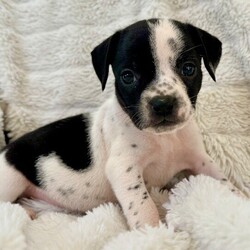 Adopt a dog:Charlie Betty/Pit Bull Terrier/Male/Baby,Meet Charlie! He is currently 4 weeks old, and we think he may be a Pit Bull Terrier mix but with rescue its always a guess! This puppy is from a part of the US where puppies are regularly euthanized. So, this puppy needs you! If you choose a puppy from this rescue, it saves their life AND it also allows us to save the life of another in its place.

Charlie is playful, sweet, curious, and cuddly. He loves to play with his siblings and take lots of naps. Eat, sleep, play, repeat - such is puppy life! 

Charlie is still young so he will need a family that can commit to training, socialization and all the dedication puppyhood requires. His new family will need to continue with potty and crate training and daily exercise. We require a commitment from adoptive families to crate train their new puppy. When old enough, they will be perfect to go on walks and hikes or show off around your neighborhood. 

You will be guaranteed to get lots of kisses in return from your new best friend!

Application link: https://adopt.animalsfirst.com/animal/62cc8e128b02916730334440/671af7caea49c545300c3cec

Please email tim@threelittlepittiesrescue.org with any questions.

Available for adoption in NV, MT, CO,UT, ID, OR, WA, Canada, and now the East Coast! Our PNW dogs are brought to you in style by a beautiful USDA licensed semi-truck, equipped with air conditioning for comfort, two drivers, and 2 onboard attendants providing 24 hour care. Our East Coast route will travel in a private, air conditioned 3LP-run van transport. 

Pick up day is unforgettable! You will get to follow along on their journey through a private FB Event page, where you will see photos, have the opportunity to connect with other adopters, and receive updates and constant communication along the way. One of our Adoption Coordinators can help to find the closest transport pick up location to you!

The adoption fee is $900.00 and includes all vetting as recommended by our doctor: DAPP (2 to 4 depending on age and time in the program), Bordetella, Rabies vaccine (if old enough), multiple broad spectrum deworming treatments, spay/neuter, flea prevention, 2 months of heartworm preventative, extended medical such as dentals, eye surgeries, and orthopedic surgeries prior to adoption when suggested by our partner vets, a microchip with free lifetime registration, a high quality nylon Martingale collar for dogs over 4 months old, a health certificate deeming the pup healthy for travel, cost of transport*, and many priceless years of love and loyal companionship!

*WE ARE TOLD THAT WE GO ABOVE AND BEYOND MEDICALLY. This is the feedback we tend to get, although we cannot guarantee perfect health. 
*To fully vet a dog in the PNW or the NE at many vets it would be upwards of $1,800 just to fix, vaccinate, chip, etc. The adoption fees charged by our rescue do not cover our expenses medically for each animal, but we offset costs with donations. Your adoption fee is considered a donation towards actual costs.

Why adopt from Three Little Pitties?

The stray and animal overpopulation in the Greater Houston area is the highest in the nation. Statistics show that there are over 1 million homeless animals in this region alone. Three Little Pitties Rescue is a nonprofit dog and cat rescue that partners with the community to make a difference. Our mission is to reduce the homeless pet population through community outreach, free spay and neuter services, and saving all breeds of dogs and cats from the streets or animal shelters that oftentimes have no other option but to euthanize animals for space. This dog youve found online is lucky to be in our program, and even luckier to have you notice it!

Three Little Pitties wants to set you and your new pet up for success! We know our dogs and we work hard to prepare them socially for adoption. We are a network of dedicated people who are heavily invested in seeing our animals thrive. From the moment they are accepted into our program, our Intake, Behavior & Medical teams prepare them for adoption by properly vetting, behaviorally assessing, and providing customized plans depending on the dogs needs. We seek to adopt to families who understand that these are rescue dogs and will require continued training efforts, but will be well on their way to being the best dogs that they can be!

It doesnt stop there! Our adopters also receive these special perks:

 30 day trial of pet insurance with Trupanion (must register within 24 hours of first vet appt.)
 A free private online dog training session with GoodPup plus low pricing for future sessions (approx $25 weekly for an 8 week course of one session per week)
 One free bonus toy in every BarkBox when signing up for their Super Chewer subscription plan
 70% off of your first order of Fetch, a PNW based, organic fresh dog food loaf meal subscription plan
 Coupons for a fun visit to Petco 
 Access to our exclusive FB Adopters page, where you can network for play dates, resources, and connect with other adopters that share their passion for their adopted pup!

We celebrated our 6 year anniversary this year! Through the combined efforts of all of our hardworking staff and volunteers, we have placed over 12,000 very lucky dogs and cats into amazing homes! By adopting from us, you save TWO lives! The pet you adopt, and you create an opportunity for another animal to be saved in that spot. Together, we can be heroes.

Follow our rescue journey through the links below!

https://www.threelittlepittiesrescue.org/ https://www.facebook.com/threelittlepittiesrescue https://www.instagram.com/threelittlepittiesrescue

*Due to the rising cost of fuel and transportation expenses, there will be an additional $74 surcharge for transport.

DISCLAIMER- Breed type is determined based on general appearance and behavioral characteristics, and cannot be guaranteed unless DNA test results or AKC registration were provided at intake.