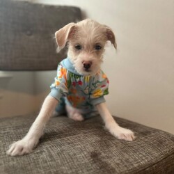 Adopt a dog:Watson/Terrier/Male/Baby,Apply at link below!
https://www.shelterluv.com/matchme/adopt/BPRG/Dog