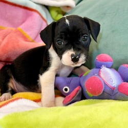 Adopt a dog:Cookie Betty/Pit Bull Terrier/Female/Baby,Meet Cookie! She is currently 4 weeks old, and we think she may be a Pit Bull Terrier mix, but with rescue its always a guess! This puppy is from a part of the US where puppies are regularly euthanized. So, this puppy needs you! If you choose a puppy from this rescue, it saves their life AND it also allows us to save the life of another in its place.

Cookie is playful, sweet, curious, and cuddly. She loves to play with her siblings and take lots of naps. Eat, sleep, play, repeat - such is puppy life! 

Cookie is still young so she will need a family that can commit to training, socialization and all the dedication puppyhood requires. Her new family will need to continue with potty and crate training and daily exercise. We require a commitment from adoptive families to crate train their new puppy. When old enough, they will be perfect to go on walks and hikes or show off around your neighborhood. 

You will be guaranteed to get lots of kisses in return from your new best friend!

Application link: https://adopt.animalsfirst.com/animal/62cc8e128b02916730334440/671af81119e65101d10ddb2b

Please email tim@threelittlepittiesrescue.org with any questions.

Available for adoption in NV, MT, CO,UT, ID, OR, WA, Canada, and now the East Coast! Our PNW dogs are brought to you in style by a beautiful USDA licensed semi-truck, equipped with air conditioning for comfort, two drivers, and 2 onboard attendants providing 24 hour care. Our East Coast route will travel in a private, air conditioned 3LP-run van transport. 

Pick up day is unforgettable! You will get to follow along on their journey through a private FB Event page, where you will see photos, have the opportunity to connect with other adopters, and receive updates and constant communication along the way. One of our Adoption Coordinators can help to find the closest transport pick up location to you!

The adoption fee is $900.00 and includes all vetting as recommended by our doctor: DAPP (2 to 4 depending on age and time in the program), Bordetella, Rabies vaccine (if old enough), multiple broad spectrum deworming treatments, spay/neuter, flea prevention, 2 months of heartworm preventative, extended medical such as dentals, eye surgeries, and orthopedic surgeries prior to adoption when suggested by our partner vets, a microchip with free lifetime registration, a high quality nylon Martingale collar for dogs over 4 months old, a health certificate deeming the pup healthy for travel, cost of transport*, and many priceless years of love and loyal companionship!

*WE ARE TOLD THAT WE GO ABOVE AND BEYOND MEDICALLY. This is the feedback we tend to get, although we cannot guarantee perfect health. 
*To fully vet a dog in the PNW or the NE at many vets it would be upwards of $1,800 just to fix, vaccinate, chip, etc. The adoption fees charged by our rescue do not cover our expenses medically for each animal, but we offset costs with donations. Your adoption fee is considered a donation towards actual costs.

Why adopt from Three Little Pitties?

The stray and animal overpopulation in the Greater Houston area is the highest in the nation. Statistics show that there are over 1 million homeless animals in this region alone. Three Little Pitties Rescue is a nonprofit dog and cat rescue that partners with the community to make a difference. Our mission is to reduce the homeless pet population through community outreach, free spay and neuter services, and saving all breeds of dogs and cats from the streets or animal shelters that oftentimes have no other option but to euthanize animals for space. This dog youve found online is lucky to be in our program, and even luckier to have you notice it!

Three Little Pitties wants to set you and your new pet up for success! We know our dogs and we work hard to prepare them socially for adoption. We are a network of dedicated people who are heavily invested in seeing our animals thrive. From the moment they are accepted into our program, our Intake, Behavior & Medical teams prepare them for adoption by properly vetting, behaviorally assessing, and providing customized plans depending on the dogs needs. We seek to adopt to families who understand that these are rescue dogs and will require continued training efforts, but will be well on their way to being the best dogs that they can be!

It doesnt stop there! Our adopters also receive these special perks:

 30 day trial of pet insurance with Trupanion (must register within 24 hours of first vet appt.)
 A free private online dog training session with GoodPup plus low pricing for future sessions (approx $25 weekly for an 8 week course of one session per week)
 One free bonus toy in every BarkBox when signing up for their Super Chewer subscription plan
 70% off of your first order of Fetch, a PNW based, organic fresh dog food loaf meal subscription plan
 Coupons for a fun visit to Petco 
 Access to our exclusive FB Adopters page, where you can network for play dates, resources, and connect with other adopters that share their passion for their adopted pup!

We celebrated our 6 year anniversary this year! Through the combined efforts of all of our hardworking staff and volunteers, we have placed over 12,000 very lucky dogs and cats into amazing homes! By adopting from us, you save TWO lives! The pet you adopt, and you create an opportunity for another animal to be saved in that spot. Together, we can be heroes.

Follow our rescue journey through the links below!

https://www.threelittlepittiesrescue.org/ https://www.facebook.com/threelittlepittiesrescue https://www.instagram.com/threelittlepittiesrescue

*Due to the rising cost of fuel and transportation expenses, there will be an additional $74 surcharge for transport.

DISCLAIMER- Breed type is determined based on general appearance and behavioral characteristics, and cannot be guaranteed unless DNA test results or AKC registration were provided at intake.