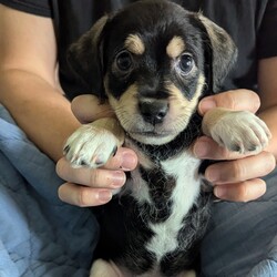 Adopt a dog:Rocky/Dachshund/Male/Baby,Rocky sounds absolutely adorable! With that mix of Dachshund and Chihuahua, I can already imagine how full of personality he must be. He’s playful, cuddly, and loves to chill out—what a perfect balance! If you’re looking to share more about him or need tips on finding him the perfect home, feel free to let me know. He’s sure to bring so much joy to whoever adopts him