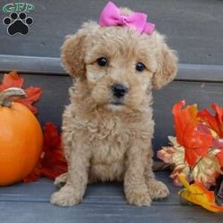 Ginger/Mini Goldendoodle									Puppy/Female	/8 Weeks,Prepare to fall in love !!! My name is Ginger and I’m the sweetest little F1b mini goldendoodle looking for my furever home! One look into my warm, loving eyes and at my silky soft coat and I’ll be sure to have captured your heart already! I’m very happy, playful and very kid friendly and I would love to fill your home with all my puppy love!! I am full of personality, and I give amazing puppy kisses! I stand out way above the rest with my beautiful curly light red coat! I will come to you vet checked, microchipped and up to date on all vaccinations and dewormings . I come with a 1-year guarantee with the option of extending it to a 3-year guarantee and our puppies also come with 30 days of pet insurance! My mother is Sandy, our 35#mini goldendoodle with a heart of gold and my father is Nimbo, our 13# chocolate merle mini poodle and he has been genetically tested!  I will grow to approx 20-25# and I will be hypoallergenic and nonshedding! Why wait when you know I’m the one for you? Call or text Martha to make me the newest addition to your family and get ready to spend a lifetime of tail wagging fun with me! (7% sales tax on in home pickups)