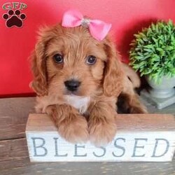 Kate/Cavapoo									Puppy/Female	/7 Weeks,Kate is the lightest with the straightest fur. More laid back and likes to just lay and watch the others .still has a good sense of humor .I love to watch them play:)