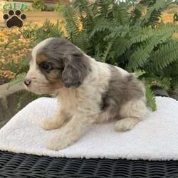 Marten/Cavapoo									Puppy/Male	/September 18th, 2024,Meet Marten…. A playful ,sweet , cavapoo puppy…if interested in meeting the puppy call or text Nancy today ….