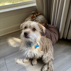 Adopt a dog:Gage/Terrier/Male/Young,Hello, my name is Gage and I'm only about 6lbs. My foster mom says I'm a very sweet boy who loves to cuddle and play with toys. I enjoy walks. I'm still working on my potty training.

Due to my itty-bitty size, older considerate kids only.

Foster mom describes me as 