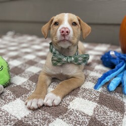 Adopt a dog:Banzai/Yellow Labrador Retriever/Male/Baby,Banzai is a sweet boy, he is part of a group of 13 puppies we saved from a high kill shelter. He is a wonderful happy boy that is ready for his very own family!  He enjoys his playtime in his puppy play group, running in the play yard and wrestling with the toys.

Banzai is estimated to be 3 1/2 months old, he currently weighs 8 lbs, he will likely be medium sized as an adult. 

If you're looking for a furry friend who will stick by your side through thick and thin, look no further than little Banzai. Please consider giving this sweet fella his forever home.

PLEASE READ THIS TO ADOPT:

Please copy and paste the following URL for the adoption application:

https://www.shelterluv.com/matchme/adopt/FPSL/Dog

COMPLETED APPLICATIONS TAKE PRECEDENCE OVER INQUIRIES. If you are interested in adopting, the FIRST step is to complete an application.

Please note that our animals are rescued and transported from South Mississippi where major animal overpopulation means less homes. We only transport them if adopted, in most instances, we can be available for a video call once an application has been approved.

We are USDA certified and WE PERSONALLY TRANSPORT OUR OWN adopted animals to meet their new families. We transport every 2-3 weeks.

Our adoption fee includes the spay/neuter, age appropriate vaccinations, Microchip, Mississippi Health Certificate, and the transport service to get the new family pet to you

***Breed input is required for each platform but is not guaranteed to be accurate. We do not DNA test. We rescue animals from different situations.We discuss breed assignments with our vets to label them as accurately as possible.***

We are currently unable to adopt pets to ME and RI residents.