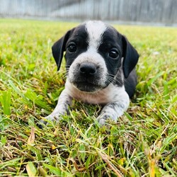 Adopt a dog:Mochi Betty/Pit Bull Terrier/Male/Baby,Meet Mochi! He is currently 4 weeks old, and we think he may be a Pit Bull Terrier mixed with Frenchie or pug, but with rescue it’s always a guess! His mom is only about 35 lbs. The babies are so small so may end up medium sized - too cute!
So, this puppy needs you! If you choose a puppy from this rescue, it saves their life AND it also allows us to save the life of another in its place.

Mochi is playful, sweet, curious, and cuddly. He loves to play with his siblings and take lots of naps. Eat, sleep, play, repeat - such is puppy life!

Mochi is still young so he will need a family that can commit to training, socialization and all the dedication puppyhood requires. His new family will need to continue with potty and crate training and daily exercise. We require a commitment from adoptive families to crate train their new puppy. When old enough, they will be perfect to go on walks and hikes or show off around your neighborhood.

You will be guaranteed to get lots of kisses in return from your new best friend