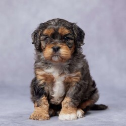 Gizmo/Cavapoo									Puppy/Male	/7 Weeks,Meet Gizmo, the lovable F1 Cavapoo who’s ready to become your best friend! Raised in a warm, family environment, Gizmo has been surrounded by love and plenty of attention, making him a well-socialized, friendly pup. He’s had a thorough vet check, is up-to-date on vaccines and dewormer, and is microchipped to keep him safe. Plus, we include a health guarantee for extra reassurance. His parents are AKC registered and genetically health tested, so Gizmo is set up for a happy, healthy life. And with delivery options available, bringing him home is easy, no matter where you live. Gizmo is waiting for a family to call his own – don’t miss out on the chance to welcome this little bundle of joy into your home!