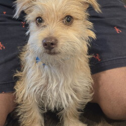 Adopt a dog:Gage/Terrier/Male/Young,Hello, my name is Gage and I'm only about 6lbs. My foster mom says I'm a very sweet boy who loves to cuddle and play with toys. I enjoy walks. I'm still working on my potty training.

Due to my itty-bitty size, older considerate kids only.

Foster mom describes me as 