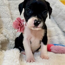 Adopt a dog:Cookie Betty/Pit Bull Terrier/Female/Baby,Meet Cookie! She is currently 4 weeks old, and we think she may be a Pit Bull Terrier mix, but with rescue its always a guess! This puppy is from a part of the US where puppies are regularly euthanized. So, this puppy needs you! If you choose a puppy from this rescue, it saves their life AND it also allows us to save the life of another in its place.

Cookie is playful, sweet, curious, and cuddly. She loves to play with her siblings and take lots of naps. Eat, sleep, play, repeat - such is puppy life! 

Cookie is still young so she will need a family that can commit to training, socialization and all the dedication puppyhood requires. Her new family will need to continue with potty and crate training and daily exercise. We require a commitment from adoptive families to crate train their new puppy. When old enough, they will be perfect to go on walks and hikes or show off around your neighborhood. 

You will be guaranteed to get lots of kisses in return from your new best friend!

Application link: https://adopt.animalsfirst.com/animal/62cc8e128b02916730334440/671af81119e65101d10ddb2b

Please email tim@threelittlepittiesrescue.org with any questions.

Available for adoption in NV, MT, CO,UT, ID, OR, WA, Canada, and now the East Coast! Our PNW dogs are brought to you in style by a beautiful USDA licensed semi-truck, equipped with air conditioning for comfort, two drivers, and 2 onboard attendants providing 24 hour care. Our East Coast route will travel in a private, air conditioned 3LP-run van transport. 

Pick up day is unforgettable! You will get to follow along on their journey through a private FB Event page, where you will see photos, have the opportunity to connect with other adopters, and receive updates and constant communication along the way. One of our Adoption Coordinators can help to find the closest transport pick up location to you!

The adoption fee is $900.00 and includes all vetting as recommended by our doctor: DAPP (2 to 4 depending on age and time in the program), Bordetella, Rabies vaccine (if old enough), multiple broad spectrum deworming treatments, spay/neuter, flea prevention, 2 months of heartworm preventative, extended medical such as dentals, eye surgeries, and orthopedic surgeries prior to adoption when suggested by our partner vets, a microchip with free lifetime registration, a high quality nylon Martingale collar for dogs over 4 months old, a health certificate deeming the pup healthy for travel, cost of transport*, and many priceless years of love and loyal companionship!

*WE ARE TOLD THAT WE GO ABOVE AND BEYOND MEDICALLY. This is the feedback we tend to get, although we cannot guarantee perfect health. 
*To fully vet a dog in the PNW or the NE at many vets it would be upwards of $1,800 just to fix, vaccinate, chip, etc. The adoption fees charged by our rescue do not cover our expenses medically for each animal, but we offset costs with donations. Your adoption fee is considered a donation towards actual costs.

Why adopt from Three Little Pitties?

The stray and animal overpopulation in the Greater Houston area is the highest in the nation. Statistics show that there are over 1 million homeless animals in this region alone. Three Little Pitties Rescue is a nonprofit dog and cat rescue that partners with the community to make a difference. Our mission is to reduce the homeless pet population through community outreach, free spay and neuter services, and saving all breeds of dogs and cats from the streets or animal shelters that oftentimes have no other option but to euthanize animals for space. This dog youve found online is lucky to be in our program, and even luckier to have you notice it!

Three Little Pitties wants to set you and your new pet up for success! We know our dogs and we work hard to prepare them socially for adoption. We are a network of dedicated people who are heavily invested in seeing our animals thrive. From the moment they are accepted into our program, our Intake, Behavior & Medical teams prepare them for adoption by properly vetting, behaviorally assessing, and providing customized plans depending on the dogs needs. We seek to adopt to families who understand that these are rescue dogs and will require continued training efforts, but will be well on their way to being the best dogs that they can be!

It doesnt stop there! Our adopters also receive these special perks:

 30 day trial of pet insurance with Trupanion (must register within 24 hours of first vet appt.)
 A free private online dog training session with GoodPup plus low pricing for future sessions (approx $25 weekly for an 8 week course of one session per week)
 One free bonus toy in every BarkBox when signing up for their Super Chewer subscription plan
 70% off of your first order of Fetch, a PNW based, organic fresh dog food loaf meal subscription plan
 Coupons for a fun visit to Petco 
 Access to our exclusive FB Adopters page, where you can network for play dates, resources, and connect with other adopters that share their passion for their adopted pup!

We celebrated our 6 year anniversary this year! Through the combined efforts of all of our hardworking staff and volunteers, we have placed over 12,000 very lucky dogs and cats into amazing homes! By adopting from us, you save TWO lives! The pet you adopt, and you create an opportunity for another animal to be saved in that spot. Together, we can be heroes.

Follow our rescue journey through the links below!

https://www.threelittlepittiesrescue.org/ https://www.facebook.com/threelittlepittiesrescue https://www.instagram.com/threelittlepittiesrescue

*Due to the rising cost of fuel and transportation expenses, there will be an additional $74 surcharge for transport.

DISCLAIMER- Breed type is determined based on general appearance and behavioral characteristics, and cannot be guaranteed unless DNA test results or AKC registration were provided at intake.