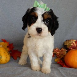 Minnie/Cockapoo									Puppy/Female	/9 Weeks,Prepare to fall in love!!! My name is Minnie and I’m the sweetest little F1 cockapoo looking for my furever home! One look into my warm, loving eyes and at my silky soft coat and I’ll be sure to have captured your heart already! I’m very happy, playful and very kid friendly and I would love to fill your home with all my puppy love!! I am full of personality, and ready for adventures! I stand out above the rest with my beautiful fluffy black tri colored coat!!… I will come to you vet checked, microchipped and up to date on all vaccinations and dewormings . I come with a 1-year guarantee with the option of extending it to a 3-year guarantee and shipping is available! My mother is Carmen, our sweet genetic tested 28# AKC red and white cocker spaniel with a heart of gold and my father is Jazz, a 20# mini poodle ! Both of the parents are on the premises and available to meet! Why wait when you know I’m the one for you? Call or text Martha to make me the newest addition to your family and get ready to spend a lifetime of tail wagging fun with me! (7% sales tax on in home pickups)