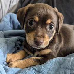 Adopt a dog:Ranger/Dachshund/Male/Baby,Meet Ranger, the sweet and playful Dachshund/Chihuahua mix who’s ready to find his forever home! Ranger is a little ball of energy who loves to play with toys, wrestle with his siblings, and zoom around his pen. Despite his playful nature, he’s also the most quiet of the bunch, making him a calm and easygoing companion. If you’re looking for a fun-loving yet serene addition to your family, Ranger might just be your perfect match!