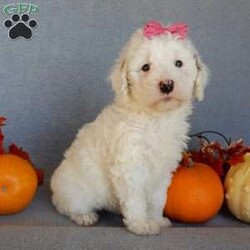 Pixie/Mini Goldendoodle									Puppy/Female	/8 Weeks,Prepare to fall in love !!! My name is Pixie and I’m the sweetest little F1b mini goldendoodle looking for my furever home! One look into my warm, loving eyes and at my silky soft coat and I’ll be sure to have captured your heart already! I’m very happy, playful and very kid friendly and I would love to fill your home with all my puppy love!! I am full of personality, and I give amazing puppy kisses! I stand out way above the rest with my beautiful white coat with red markings ! I will come to you vet checked, microchipped and up to date on all vaccinations and dewormings . I come with a 1-year guarantee with the option of extending it to a 3-year guarantee and our puppies also come with 30 days of pet insurance! My mother is Sophie, our 40#mini goldendoodle with a heart of gold and my father is Zeke, our 10# happy and playful apricot and white poodle and he has been genetically tested!  I will grow to approx 22-26# and I will be hypoallergenic and nonshedding! Why wait when you know I’m the one for you? Call or text Martha to make me the newest addition to your family and get ready to spend a lifetime of tail wagging fun with me! (7% sales tax on in home pickups)