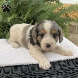 Marten/Cavapoo									Puppy/Male	/September 18th, 2024,Meet Marten…. A playful ,sweet , cavapoo puppy…if interested in meeting the puppy call or text Nancy today ….