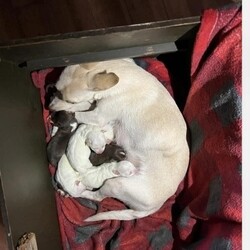 Adopt a dog:me/Chihuahua/Female/Baby,ADOPT ME ONLINE: https://ophrescue.org/dogs/13927

I'm searching for.....
- Someone who won't leave me home alone for more than 4 hours, at least not until I am older. The older I am, the more I can stay home alone. I just don't want you to get mad at me if I have accidents or chew things I'm not supposed to when you leave me for too long. I'm a puppy, so I get bored quickly and when I'm bored I could get in trouble.

- I am looking for my forever home, not my for right now home. So as I get bigger I need someone to teach me how to be the best dog I can be. I am young and still learning. You may want to teach me some new tricks like sit, stay, etc. Professional training will help me bond with you. That sounds like fun!

- I saved the most important for last. I am hoping my new mom or dad will snuggle with me, play with me and love me forever and ever!


Please note that because this puppy is so young, it has only received 2 of the required 3 puppy distemper vaccines. This is very IMPORTANT because it means that the immune system will not be fully functioning until about 16 weeks of age. Until then, the puppy MUST stay out of public places where it could be exposed to the germs of other dogs. These no puppy zones include all pet stores, dog parks, and for apartment dwellers, areas used by other dogs. These requirements are strictly for the puppys medical safety and longevity.

This puppy is microchipped and up to date on age appropriate vaccines and monthly preventatives. 

This pet is expected to arrive at an Operation Paws for Homes Foster Home soon. If you are interested in adoption, please submit your application so that you may be pre-approved prior to arrival. All pets must be granted a Health Certificate in order to cross state lines and come to the rescue. Obtaining the health certificate is largely dependent on veterinary resources at the originating animal shelter so some pets may not arrive as planned.To adopt fill out the simple online application at https://ophrescue.org 
Operation Paws for Homes, Inc. (OPH) rescues dogs and cats of all breeds and ages from high-kill shelters in NC, VA, MD, and SC, reducing the numbers being euthanized. With limited resources, the shelters are forced to put down 50-90% of the animals that come in the front door. OPH provides pet adoption services to families located in VA, DC, MD, PA and neighboring states. OPH is a 501(c)(3) organization and is 100% donor funded. OPH does not operate a shelter or have a physical location. We rely on foster families who open their homes to give love and attention to each pet before finding a forever home.All adult dogs, cats, and kittens are altered prior to adoption. Puppies too young to be altered at the time of adoption must be brought to our partner vet in Ashland, VA for spay or neuter paid for by Operation Paws for Homes by 6 months of age. Adopters may choose to have the procedure done at their own vet before 6 months of age and be reimbursed the amount that the rescue would pay our partner vet in Ashland.
