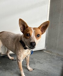 Sypha/Australian Stumpy Tail Cattle Dog/Female/1 Year 2 Months,Hi there! My name is Sypha, and I’m a spirited cattle x puppy looking for my forever home. I’m about a year old and although I'm on a little on the shy side, I’m full of energy and curiosity about the world. I love to explore and play, and I’m eager to learn all about being a great companion. I’m hoping to find a family that understands my breed and can help me thrive! One important thing about me is that I need to meet any potential furry siblings before making a final decision. Ideally, I would do best with a calmer dog in the home. I’m a little sensitive to boisterous dogs so having a gentle companion would help me feel more at ease. If you have other dogs, let’s make sure we’re a good match! I also would do best in a home with children over the age of 12. I enjoy being around people, but my playful nature can be a bit much for little ones, and I can get overwhelmed easily. I want to be sure that everyone feels comfortable and happy, so older kids would be perfect for me! As a cattle dog mix, I have a lot of energy, and I need both indoor and outdoor access to keep me active and engaged. I thrive in environments where I can run around and explore. A yard to play in would be a dream, but I also love going for walks and sniffing out new adventures. It would be great if you have some knowledge about cattle breeds, as I can exhibit breed-typical behaviors. Together, we can set me up for success! *Must meet all dogs *Breed knowledge *Indoor/outdoor access *No children under 12 years *Ongoing training