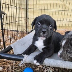 Adopt a dog:me/English Bulldog/Male/Baby,ADOPT ME ONLINE: https://ophrescue.org/dogs/13894

Hi Im Barnabas (The Vintage Litter)!
I've got the whole packagebrains, heart stopping good looks and dont forget my 'sourmug' face with loads of raw talentand I'm ready to use them. Teach me, praise me and I guarantee I'll make you proud at home, on walks, and meeting new friends. When Im not admiring your every move, Id love to be playing with other dogs. So, what do you say?
Who doesnt like to cuddle up with a friendly but dignified pup like me and watch TV? 
Wanna be besties? Then click that Adopt Me button and fill out my application!

- I need someone who won't leave me home alone for more than 4 hours, at least not until I am older. The older I am, the more I can stay home alone. I just don't want you to get mad at me if I have accidents or chew things I'm not supposed to when you leave me for too long. I'm a puppy, so I get bored quickly and when I'm bored I could get in trouble.
- I am looking for my forever home, not my for right now home. So as I get bigger I need someone to teach me how to be the best dog I can be. I am young and still learning. You may want to teach me some new tricks like sit, stay, etc. Professional training will help me bond with you. That sounds like fun!
- I saved the most important for last. I am hoping my new mom or dad will snuggle with me, play with me and love me forever and ever!
Please note that because this puppy is so young, it has only received 2 of the required 3 puppy distemper vaccines. This is very IMPORTANT because it means that the immune system will not be fully functioning until about 16 weeks of age. Until then, the puppy MUST stay out of public places where it could be exposed to the germs of other dogs. These no puppy zones include all pet stores, dog parks, and for apartment dwellers, areas used by other dogs. These requirements are strictly for the puppys medical safety and longevity.
This puppy is microchipped and up to date on age appropriate vaccines and monthly preventatives.

To adopt fill out the simple online application at https://ophrescue.org 
Operation Paws for Homes, Inc. (OPH) rescues dogs and cats of all breeds and ages from high-kill shelters in NC, VA, MD, and SC, reducing the numbers being euthanized. With limited resources, the shelters are forced to put down 50-90% of the animals that come in the front door. OPH provides pet adoption services to families located in VA, DC, MD, PA and neighboring states. OPH is a 501(c)(3) organization and is 100% donor funded. OPH does not operate a shelter or have a physical location. We rely on foster families who open their homes to give love and attention to each pet before finding a forever home.All adult dogs, cats, and kittens are altered prior to adoption. Puppies too young to be altered at the time of adoption must be brought to our partner vet in Ashland, VA for spay or neuter paid for by Operation Paws for Homes by 6 months of age. Adopters may choose to have the procedure done at their own vet before 6 months of age and be reimbursed the amount that the rescue would pay our partner vet in Ashland.